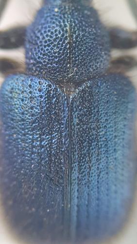 Involvulus pubescens